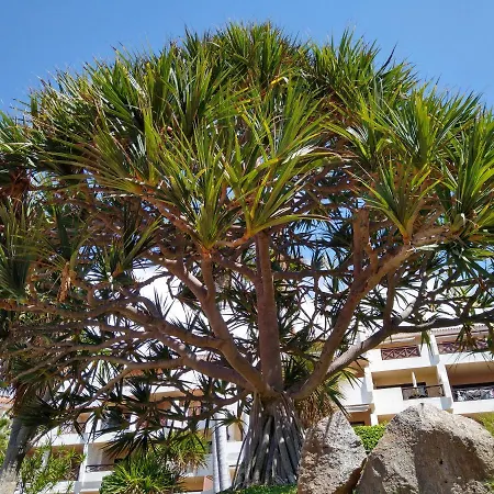 Apartment Forest Flat - Big Heated Pool, Terrace, Tv Channels, Golf Courses San Miguel de Abona