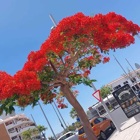 Apartment Con Terrazza Soleggiatapiscina Sc788 San Miguel de Abona