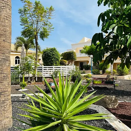 Palms Dream