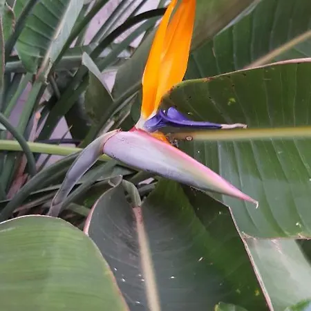 Strelitzia Park 3*