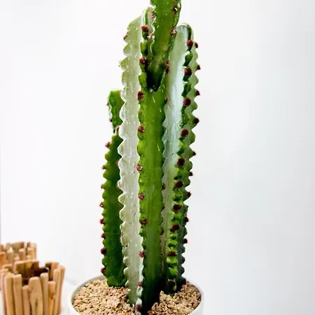 Cactus Apartment *