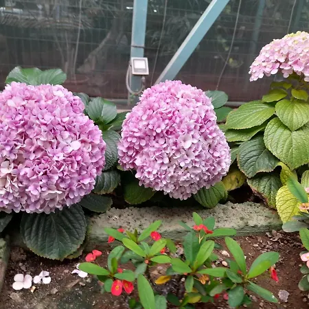 Tenerife Homestay San Miguel de Abona