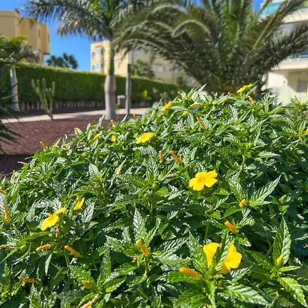 Apartment Isla Feliz In Golf Del Sur San Miguel de Abona